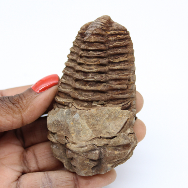 Fossil of Morocco trilobite