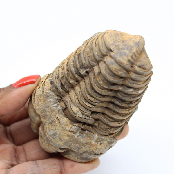 Fossilized Moroccan trilobite