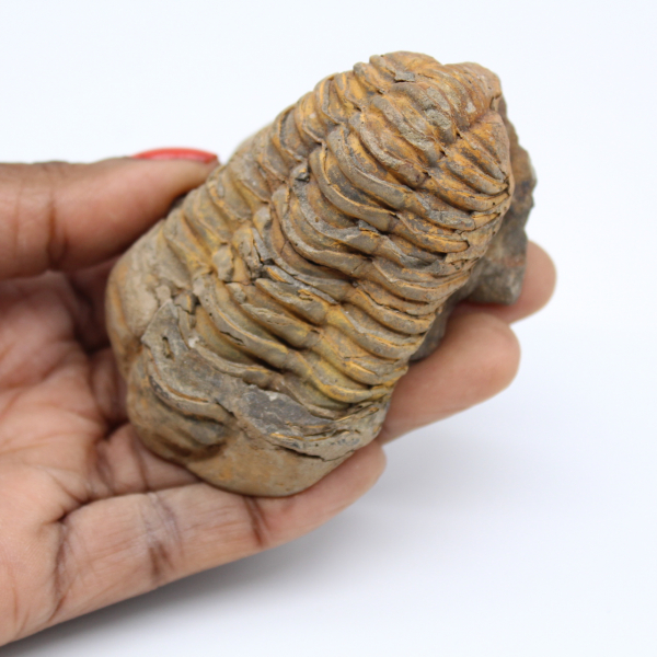 Fossilized trilobite from Morocco