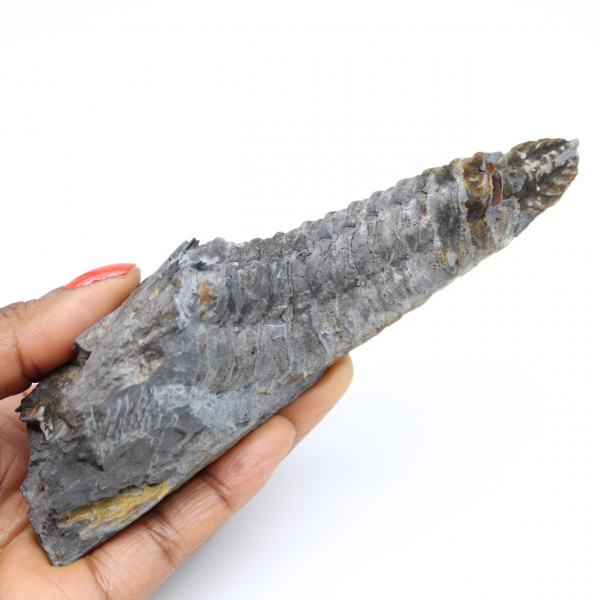 Brittany trilobite fossil