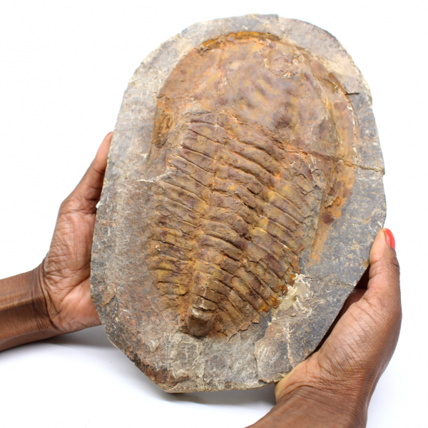 Large trilobite fossil from Morocco
