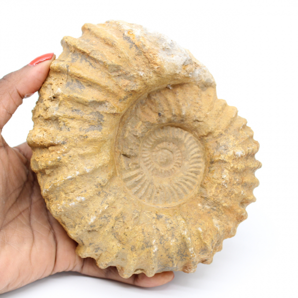 Fossilized ammonite from Morocco