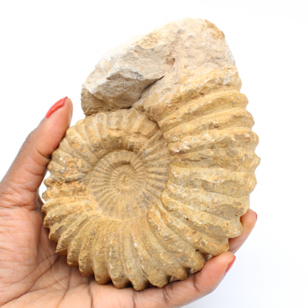 Ammonite fossil from Morocco