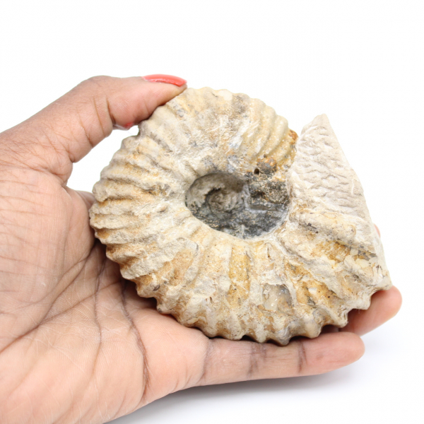 Fossilized Moroccan ammonite