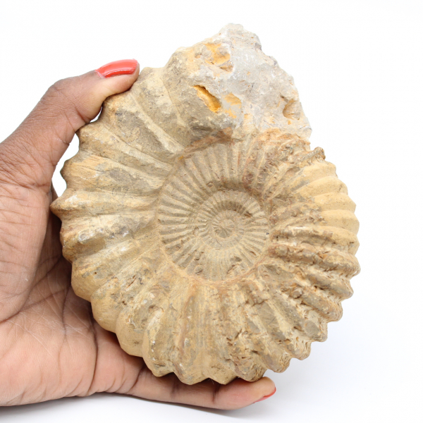 Moroccan ammonite fossilization