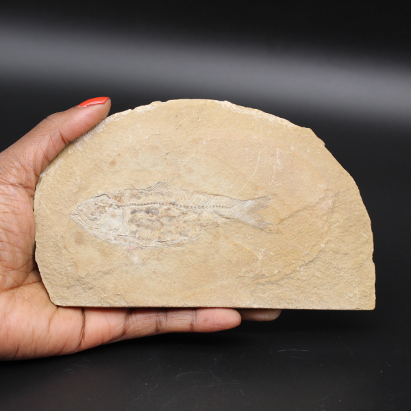 Fossilized fish from Morocco