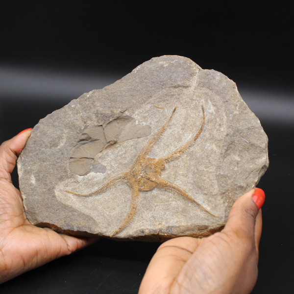 Fossilized brittle stars from Morocco