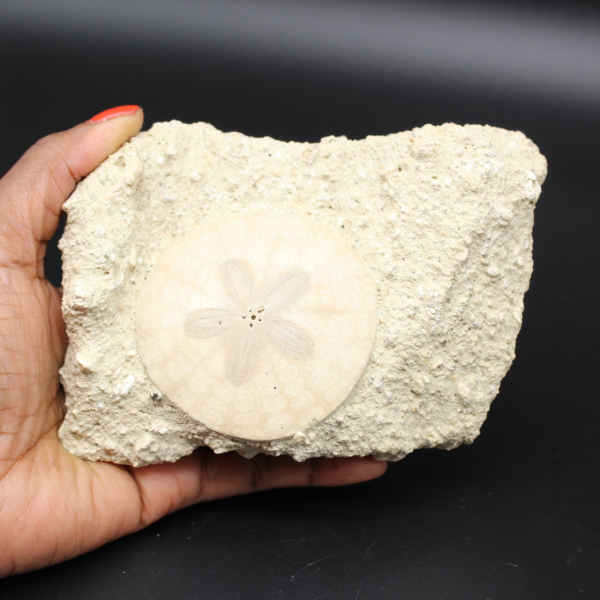 Scutella, fossil sea urchin