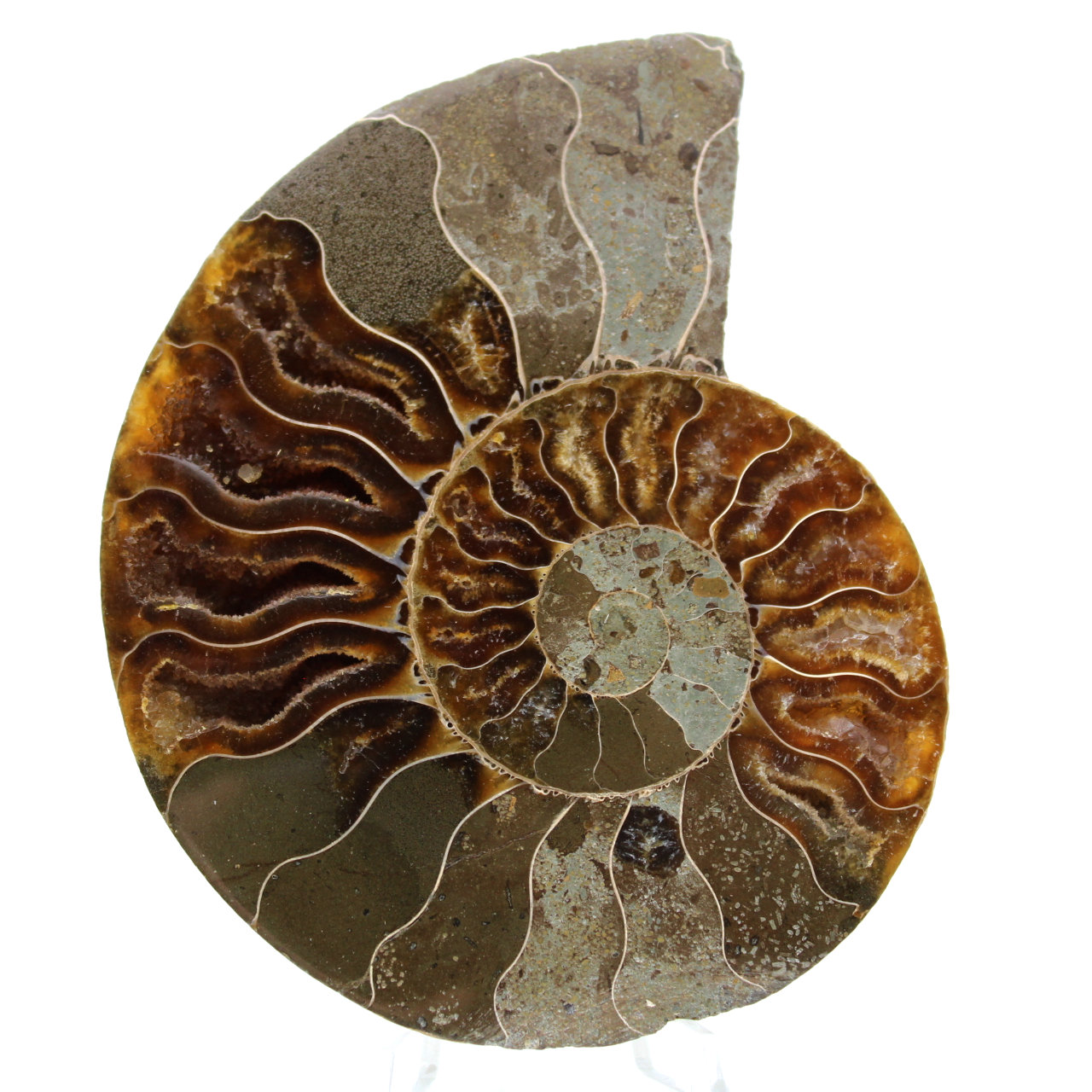 Ammonite from Madagascar