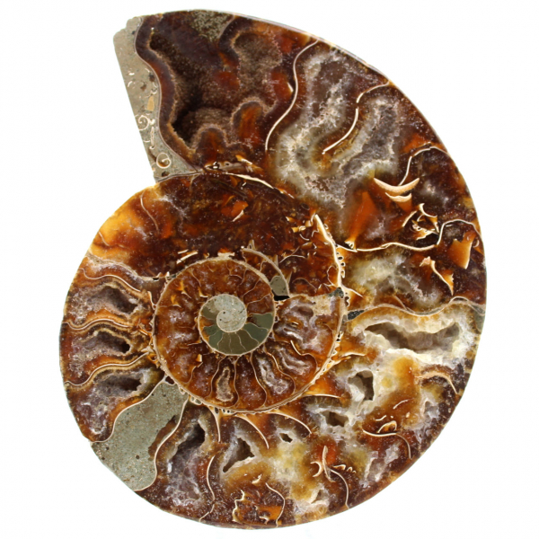 Polished sawn ammonite