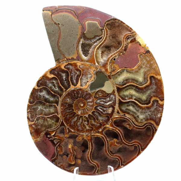 Ammonite fossil one piece