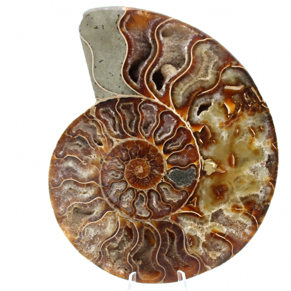 Ammonite fossil one piece