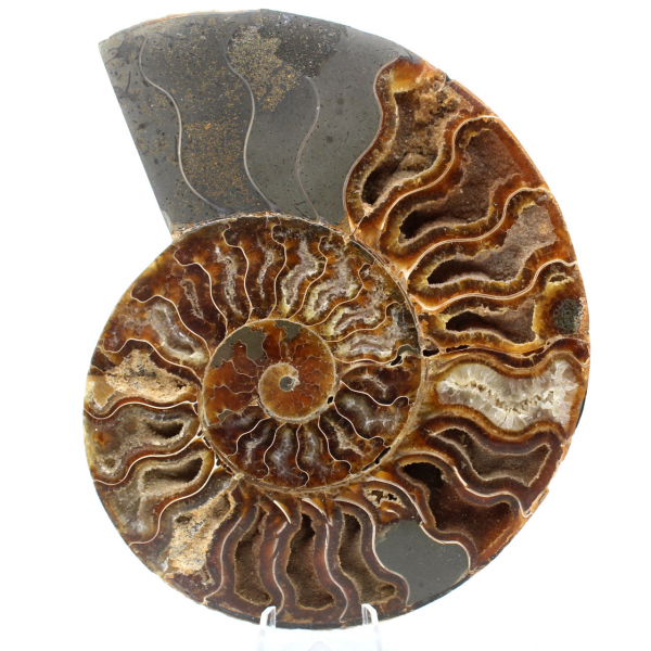 Fossil ammonite from Madagascar