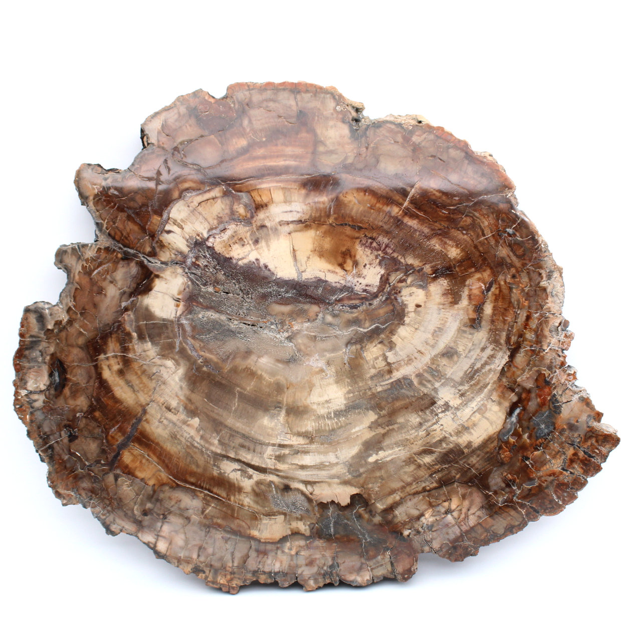 Natural silicified wood slice