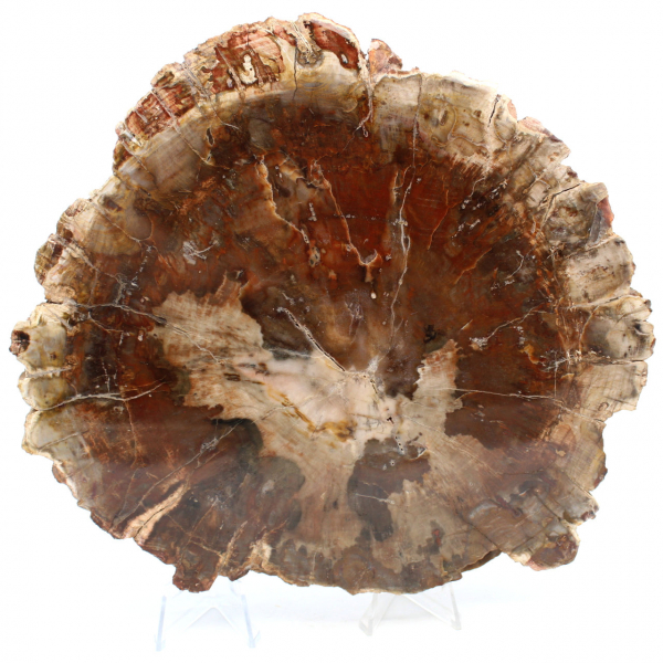 Natural fossilized wood slice