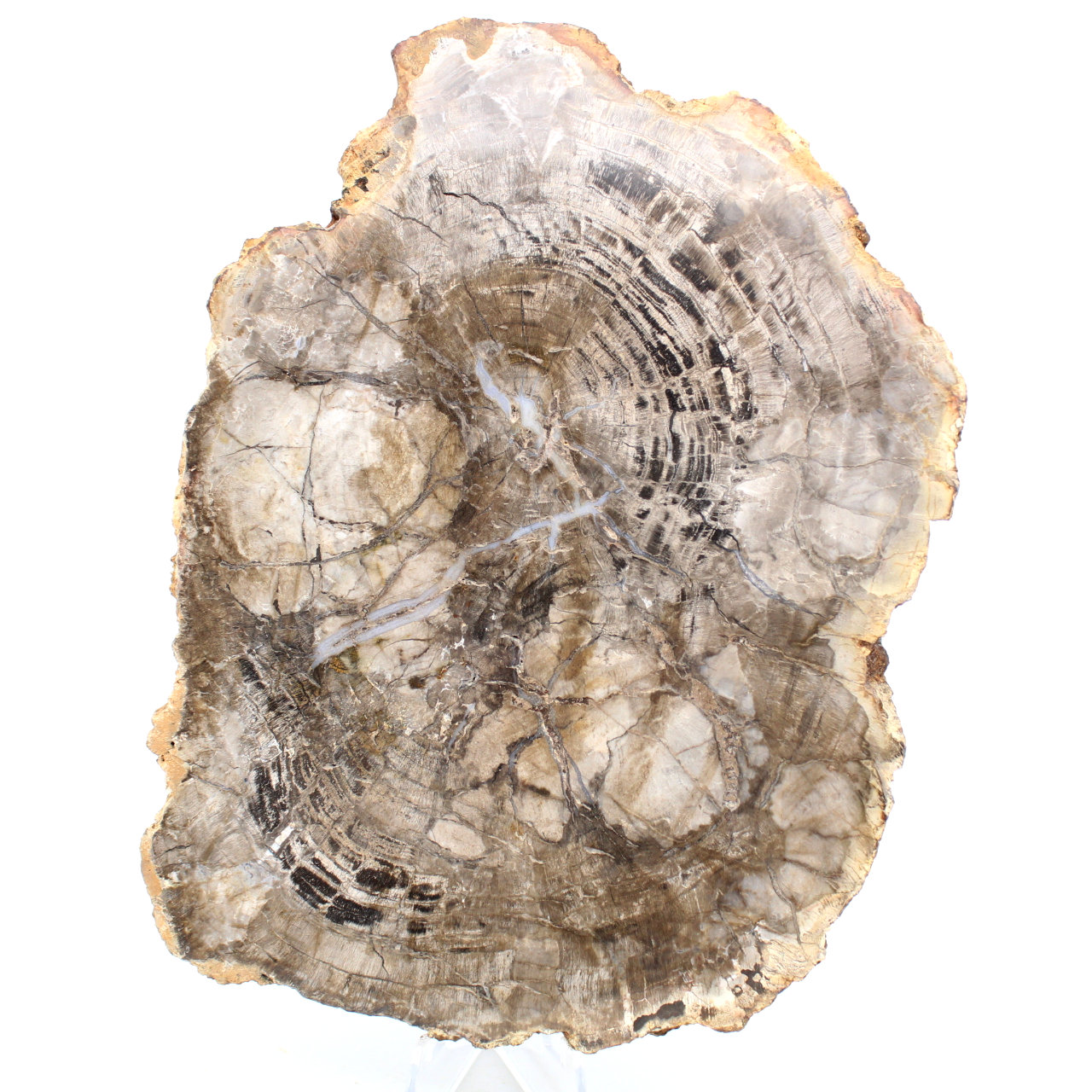Polished fossilized wood from Madagascar