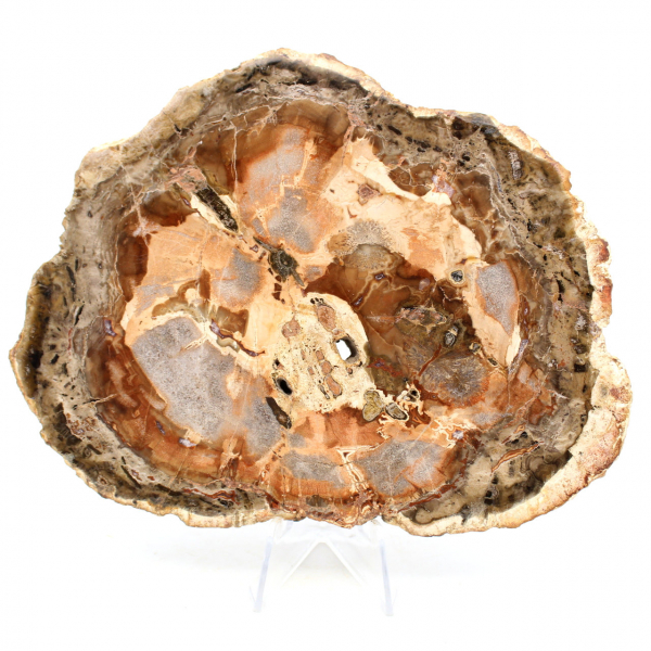 Natural fossilized wood