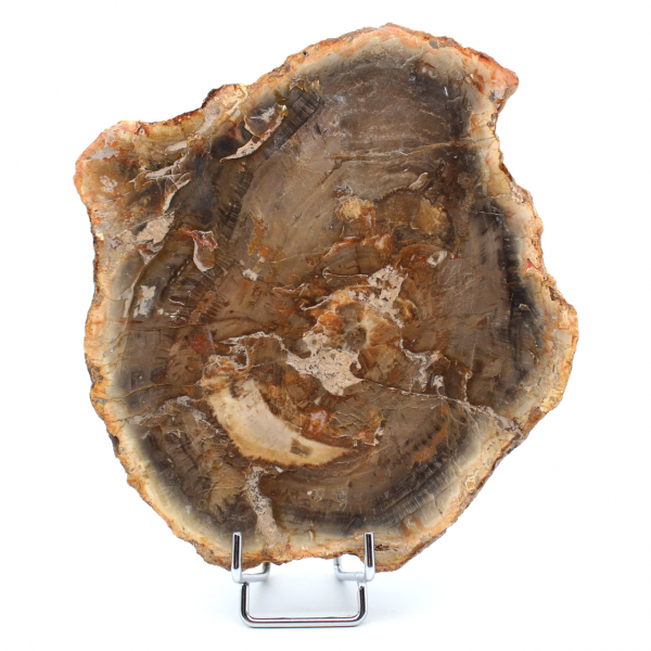 Natural fossilized wood