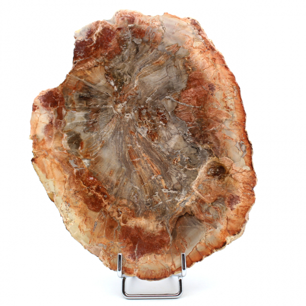 Slice of fossilized wood from Madagascar