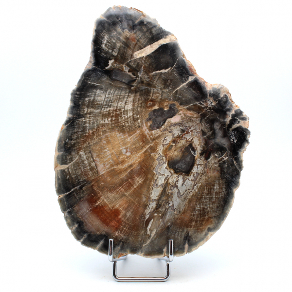 Natural polished fossilized wood