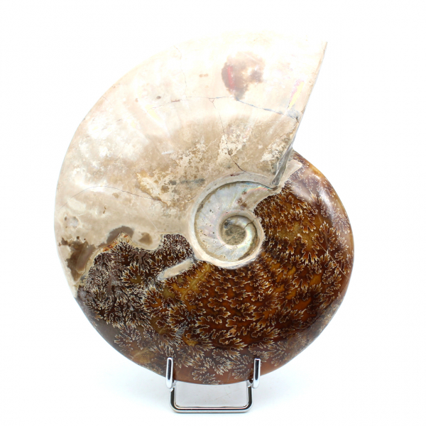 Whole polished ammonite