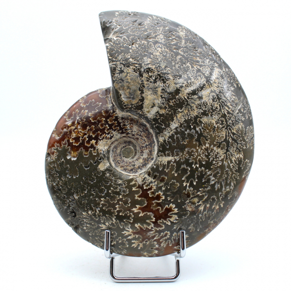 Ammonite complete