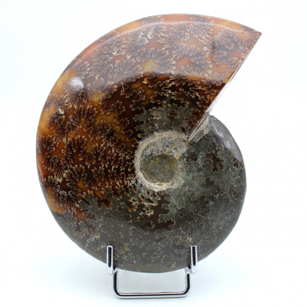 One piece ammonite