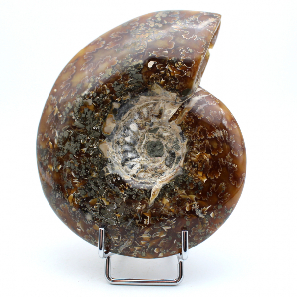 Whole polished ammonite