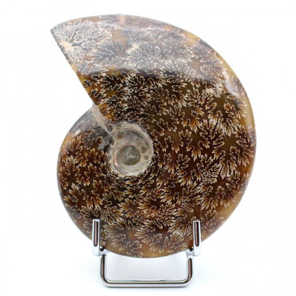 Whole ammonite fossil