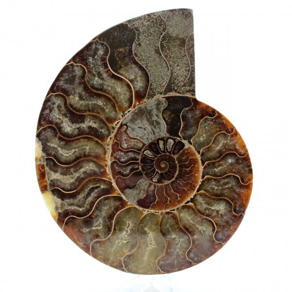 Ammonite from madagascar