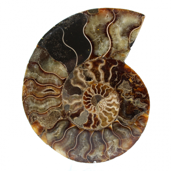 Fossil polished natural ammonite