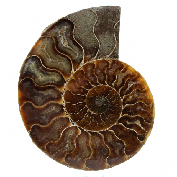 Polished sawn ammonite