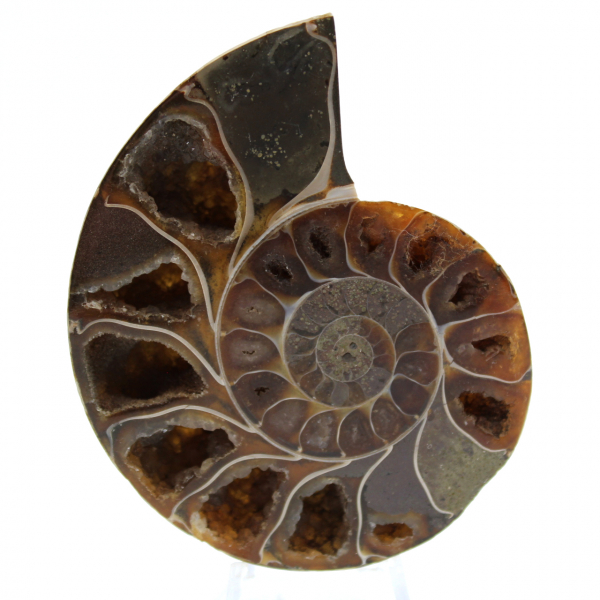 Polished ammonite fossil