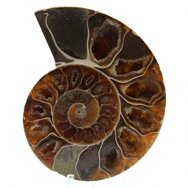 Polished ammonite from madagascar