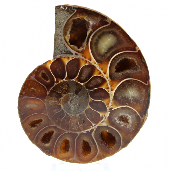 Fossil polished natural ammonite
