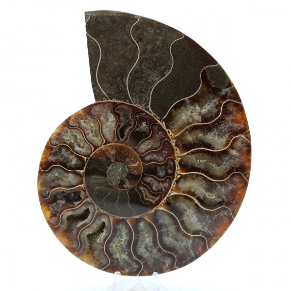 Natural ammonite from madagascar