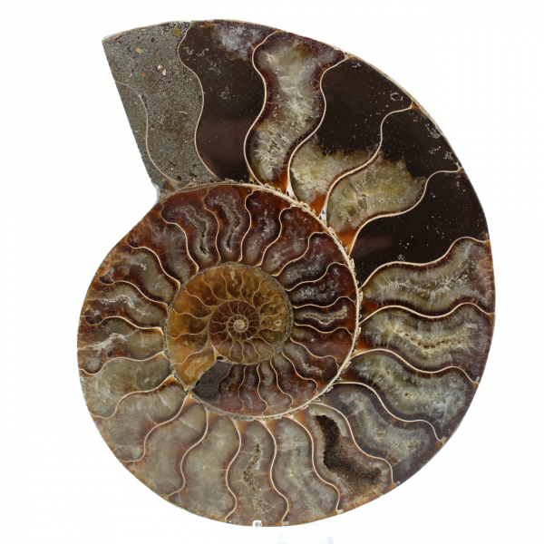 Polished ammonite fossil