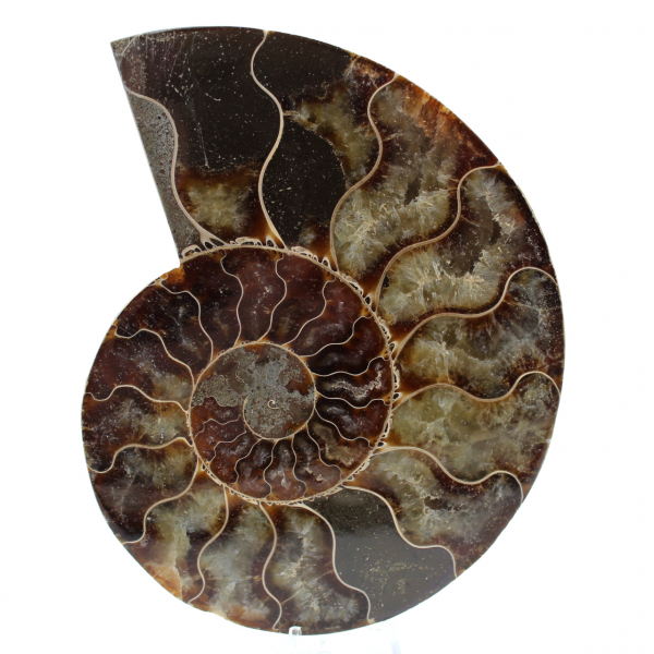 Polished fossil ammonite from madagascar