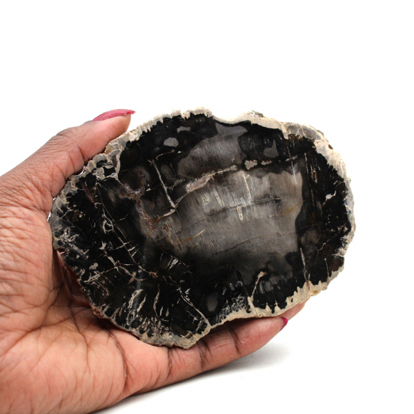 Slice of fossilized wood from madagascar