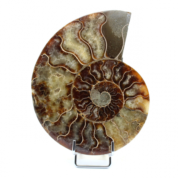 polished ammonite