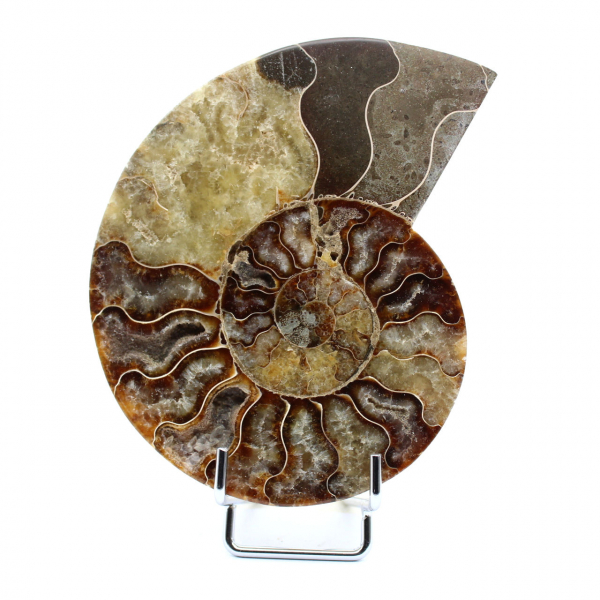 Polished fossil ammonite from Madagascar