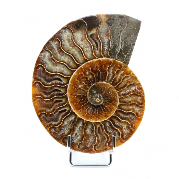 Polished Fossilized Ammonite