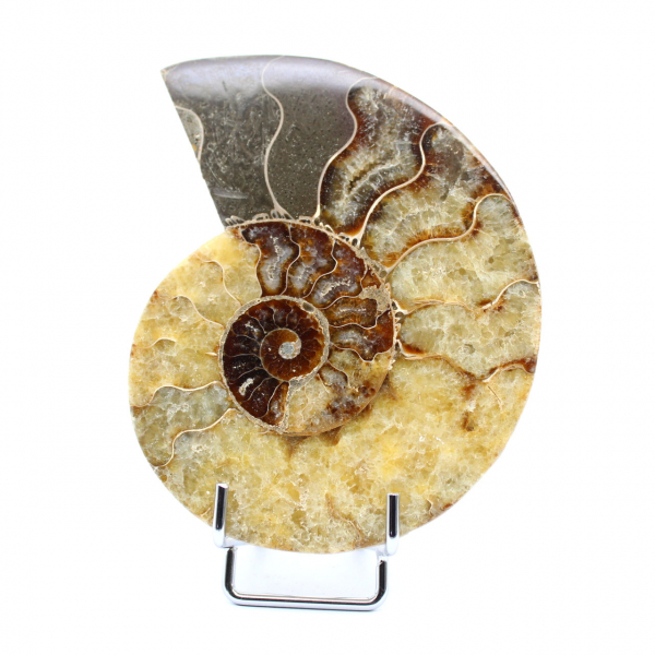 fossilized ammonite