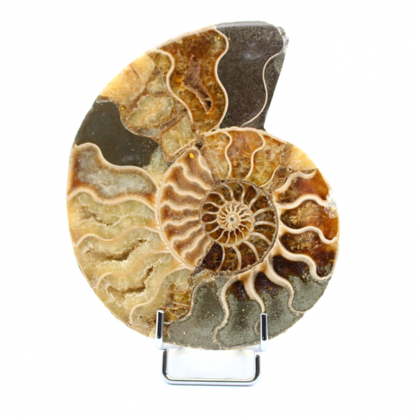One Piece Ammonite