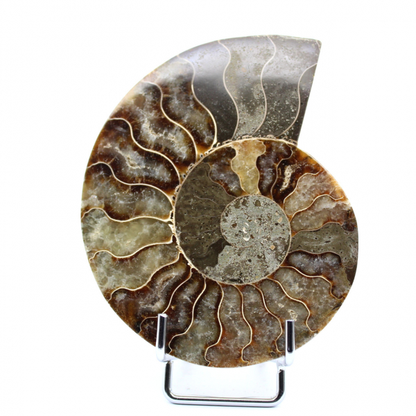 One Piece Ammonite