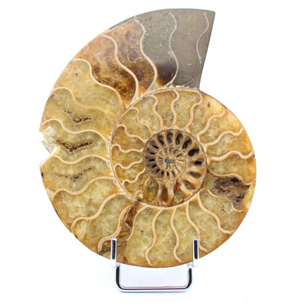 damaged ammonite