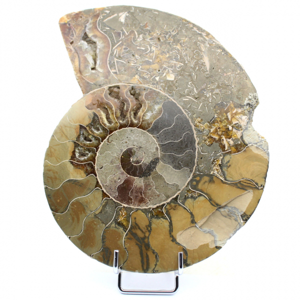 damaged ammonite