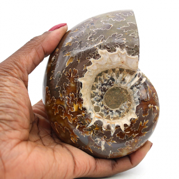 whole ammonite