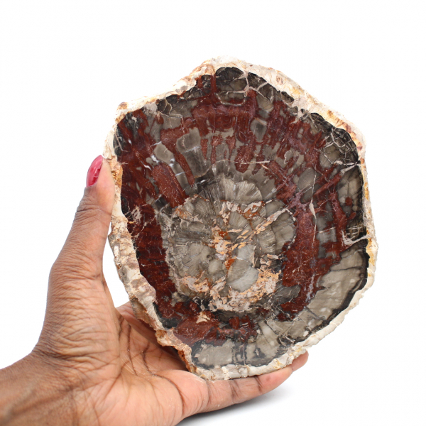 Fossil wood slice polished