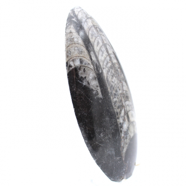 Orthoceras fossil